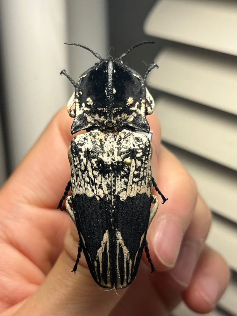 【特大極美】Lycus sp.コメツキムシ 52mmコガネムシゾウムシ昆虫標本