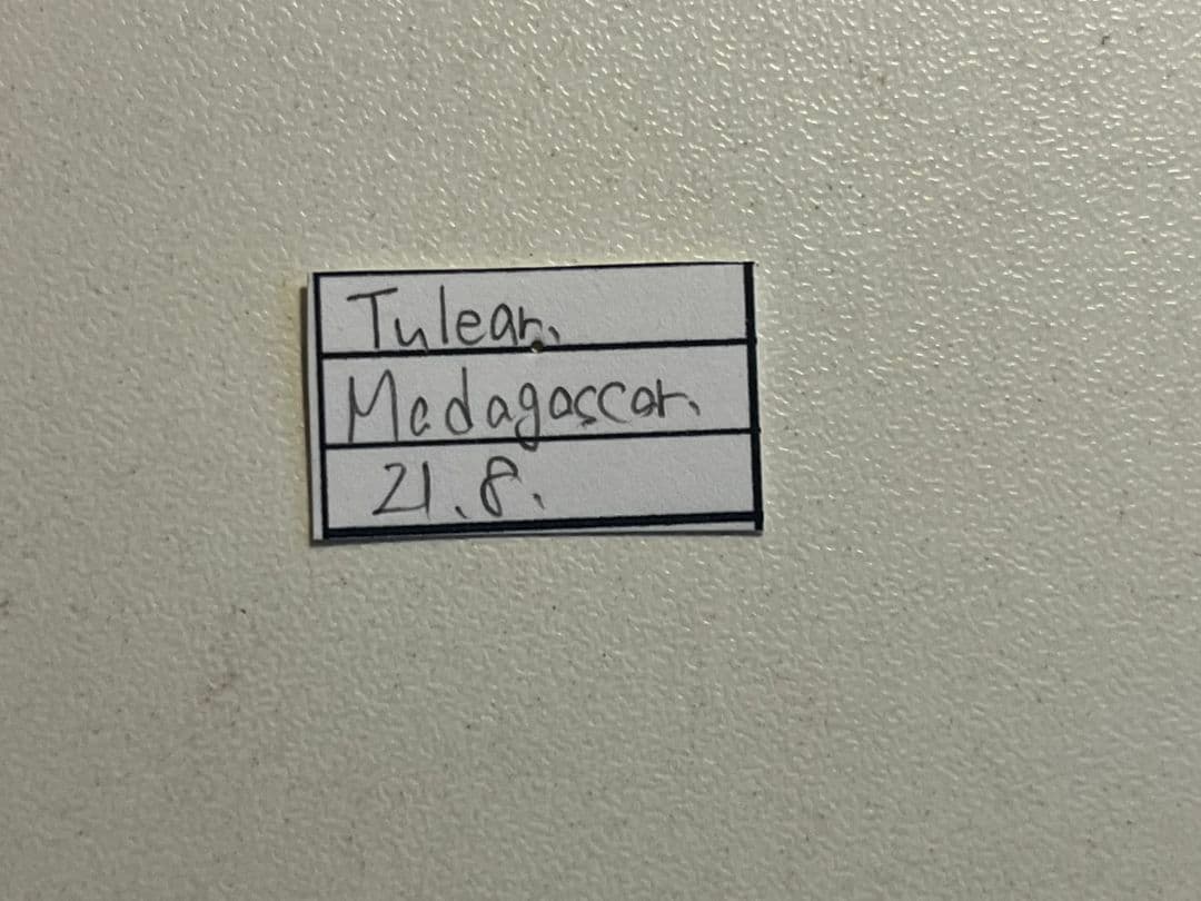 【特大極美】Lycus sp.コメツキムシ 52mmコガネムシゾウムシ昆虫標本