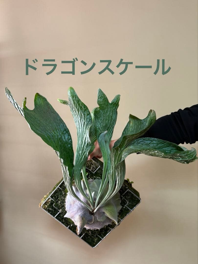 P. hillii 'Dragon Scale' ①子株ビカクシダ　良型サイズ