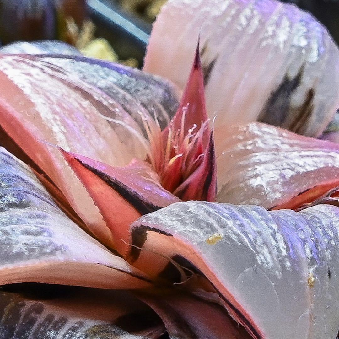 ハオルチア ピンキー錦 極上斑