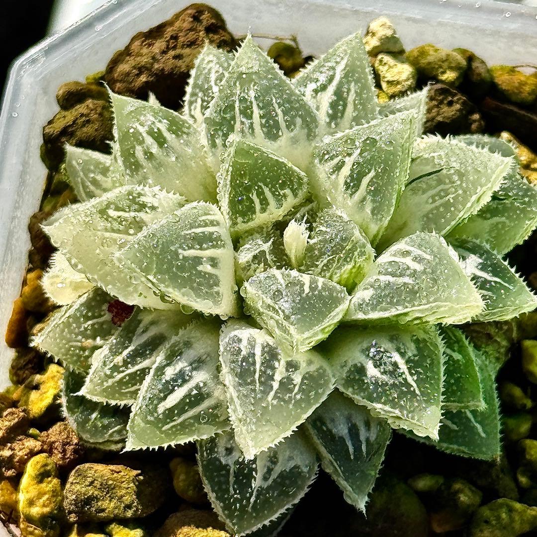 鯖*！様 氷砂糖錦　完璧な糊斑　子株付き　ハオルチア　観葉植物　55