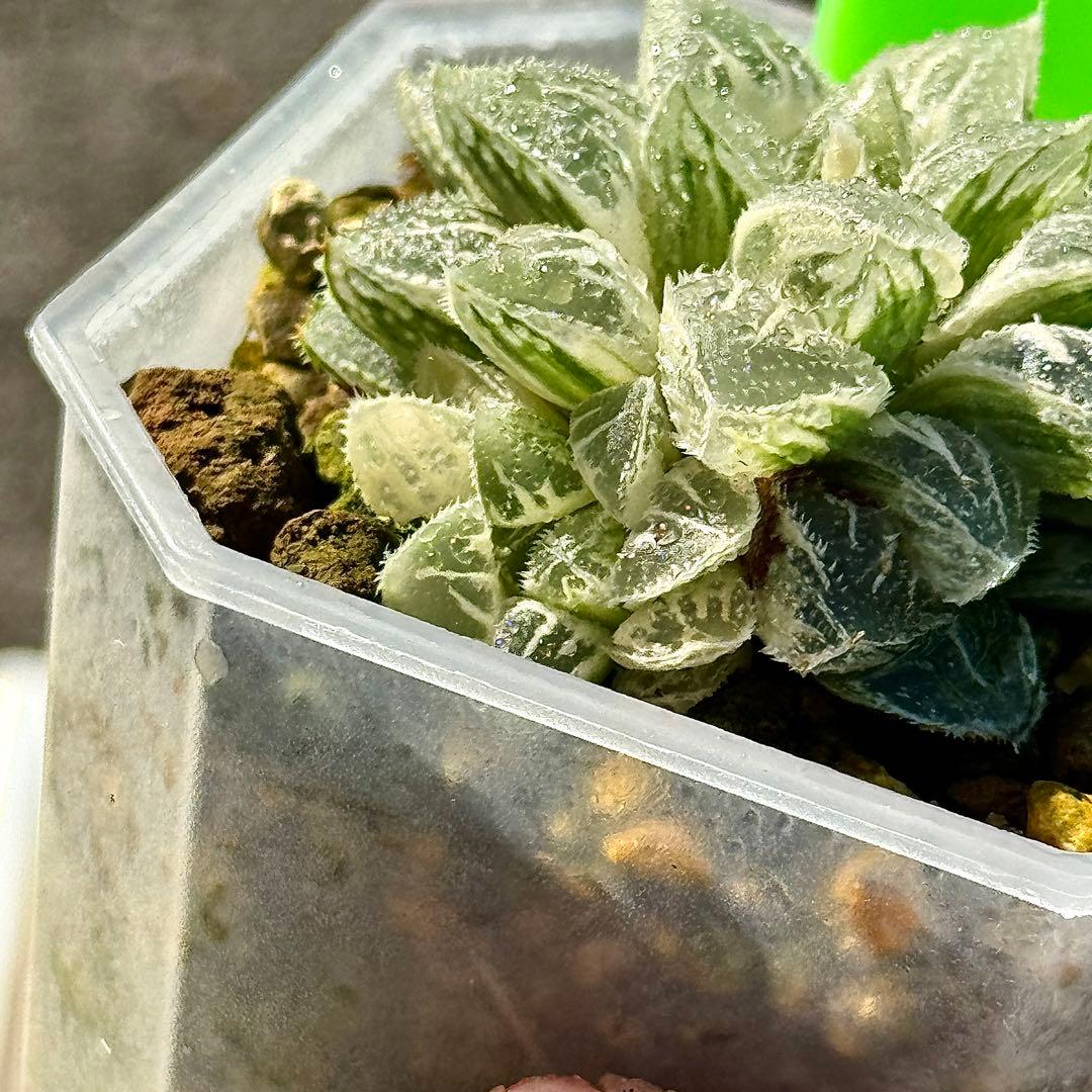 鯖*！様 氷砂糖錦　完璧な糊斑　子株付き　ハオルチア　観葉植物　55