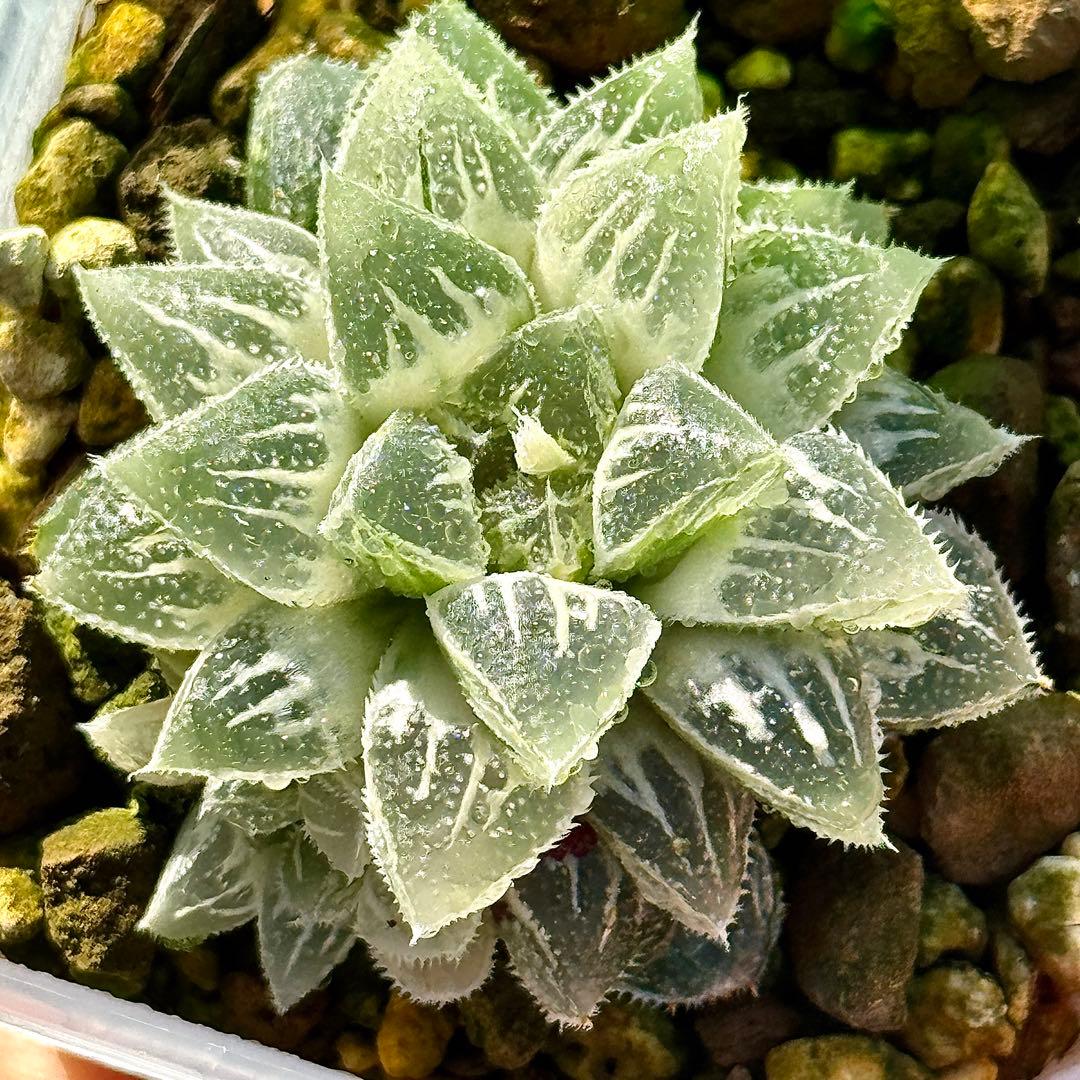 鯖*！様 氷砂糖錦　完璧な糊斑　子株付き　ハオルチア　観葉植物　55