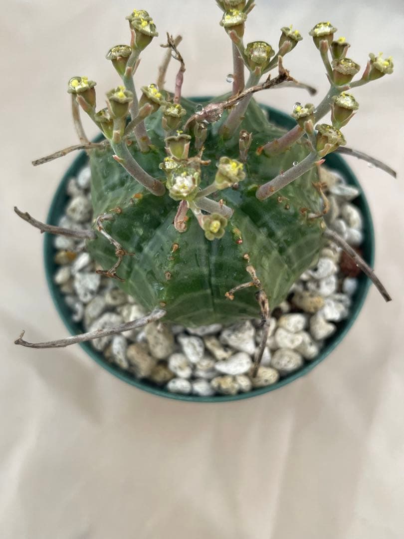 ユーフォルビア6種セット