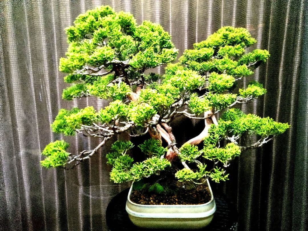 【樹齢 50年超　真柏盆栽】　　　⭕堂々たる一品です❗