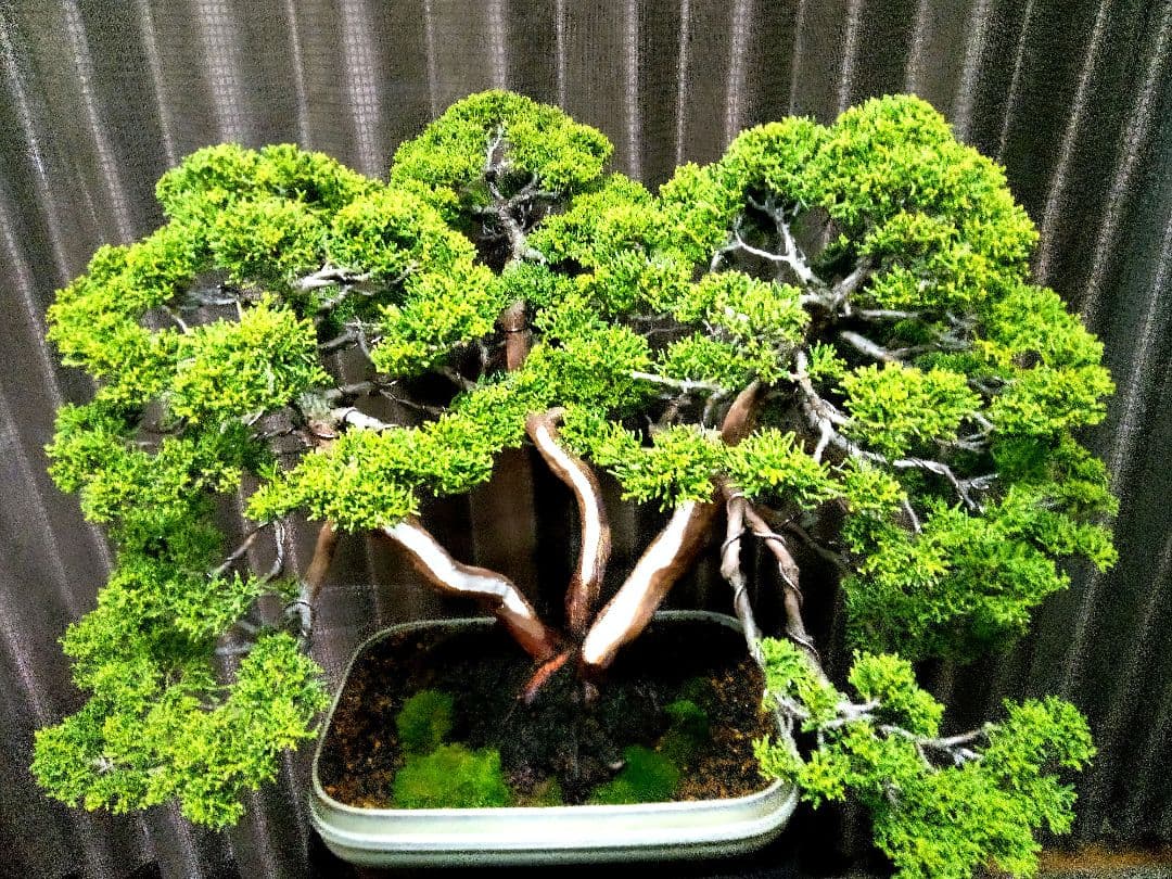 【樹齢 50年超　真柏盆栽】　　　⭕堂々たる一品です❗