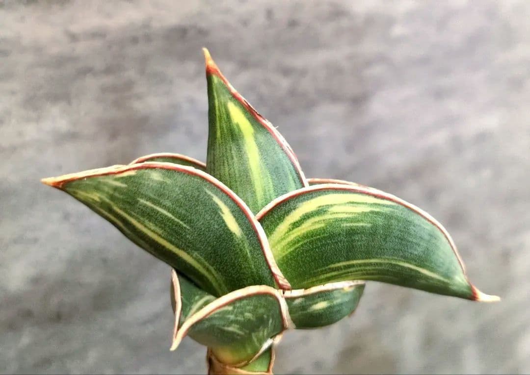 ⑤ サンスベリア　ロリダ　斑入り　ロリダ斑入り　ユーフォルビア　多肉植物　アガベ