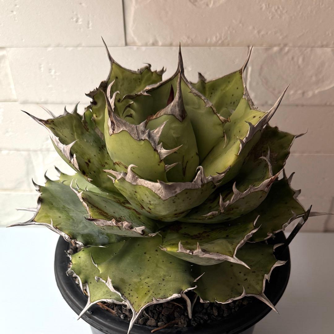 AS7 アガベ チタノタ 阿修羅 親株 ※鉢付きメルカリ便発送