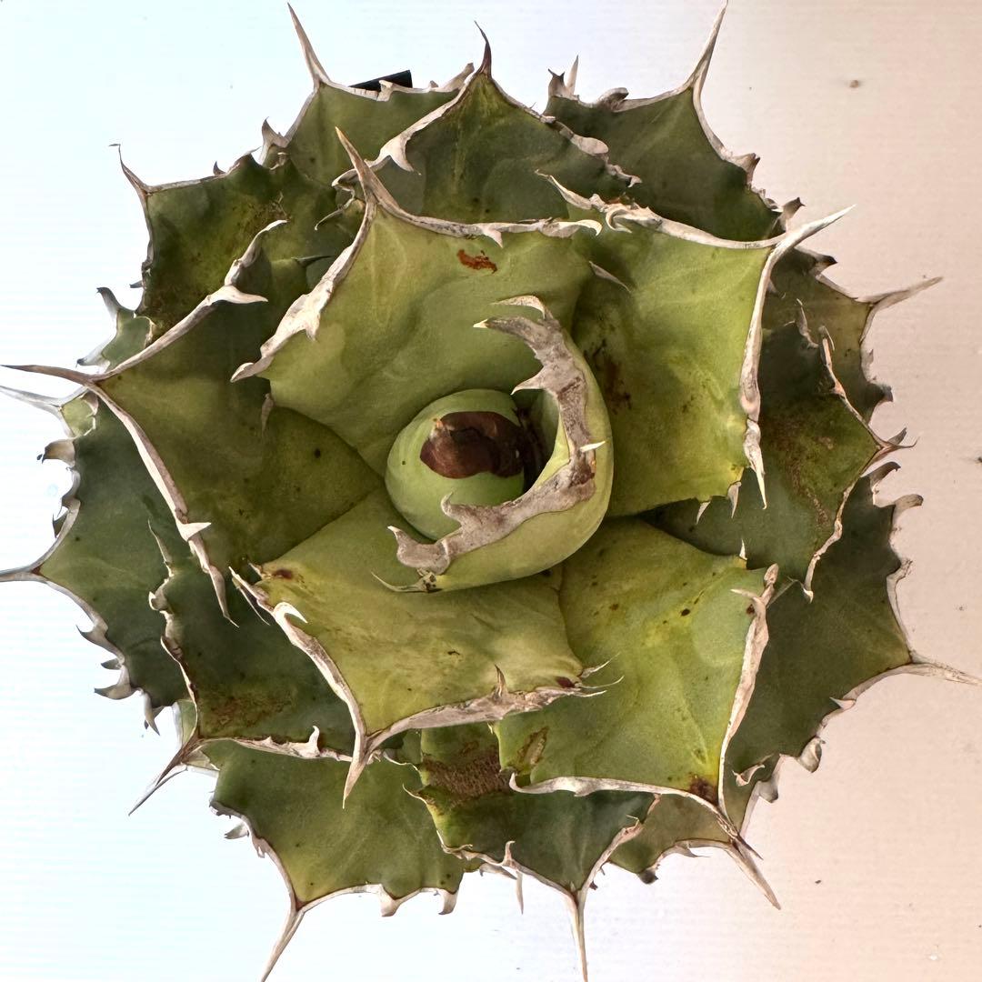 AS7 アガベ チタノタ 阿修羅 親株 ※鉢付きメルカリ便発送