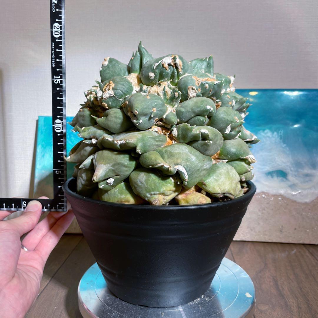 特大モンスター　乱れトゲ　乱舞　変わりイボ