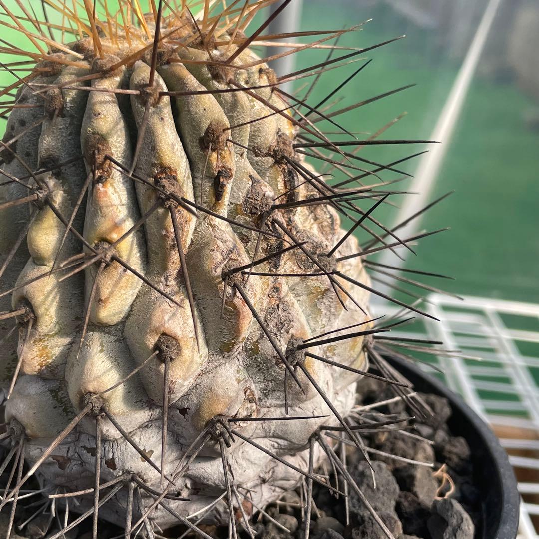 存在感抜群❗️コピアポア　逆鱗丸　ビンテージ　株　　(黒王丸　、