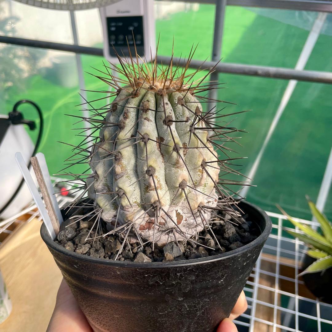 存在感抜群❗️コピアポア　逆鱗丸　ビンテージ　株　　(黒王丸　、