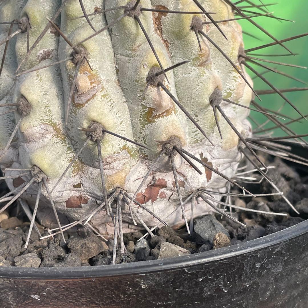 存在感抜群❗️コピアポア　逆鱗丸　ビンテージ　株　　(黒王丸　、