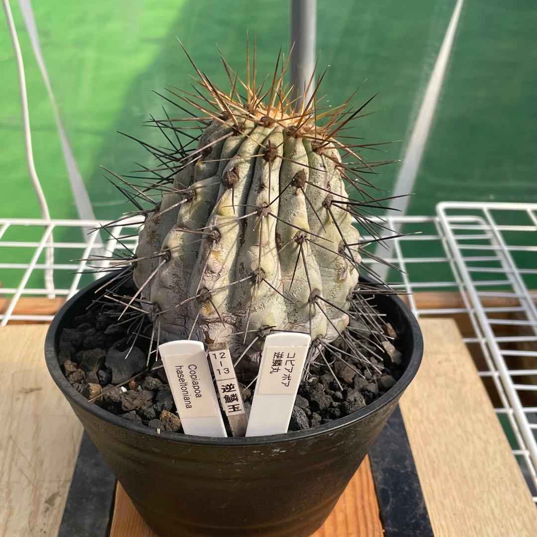 存在感抜群❗️コピアポア　逆鱗丸　ビンテージ　株　　(黒王丸　、