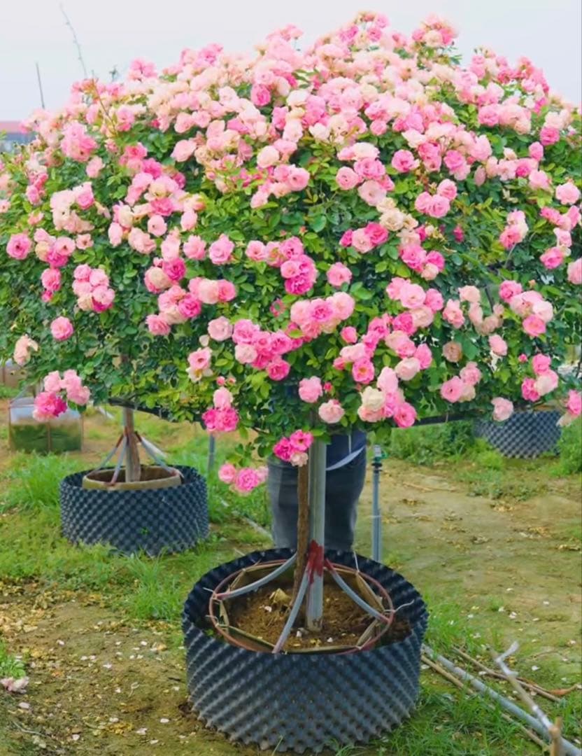 丸く仕立てた綺麗なバラの木、販売中です！