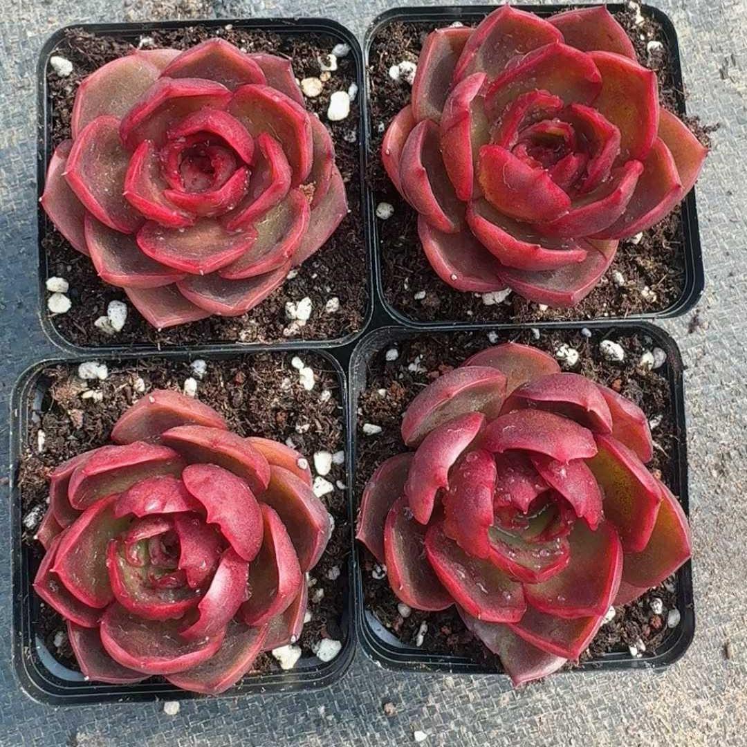 Top【選抜株】多肉植物　23987ピーター 24個　鉢無し/脱土