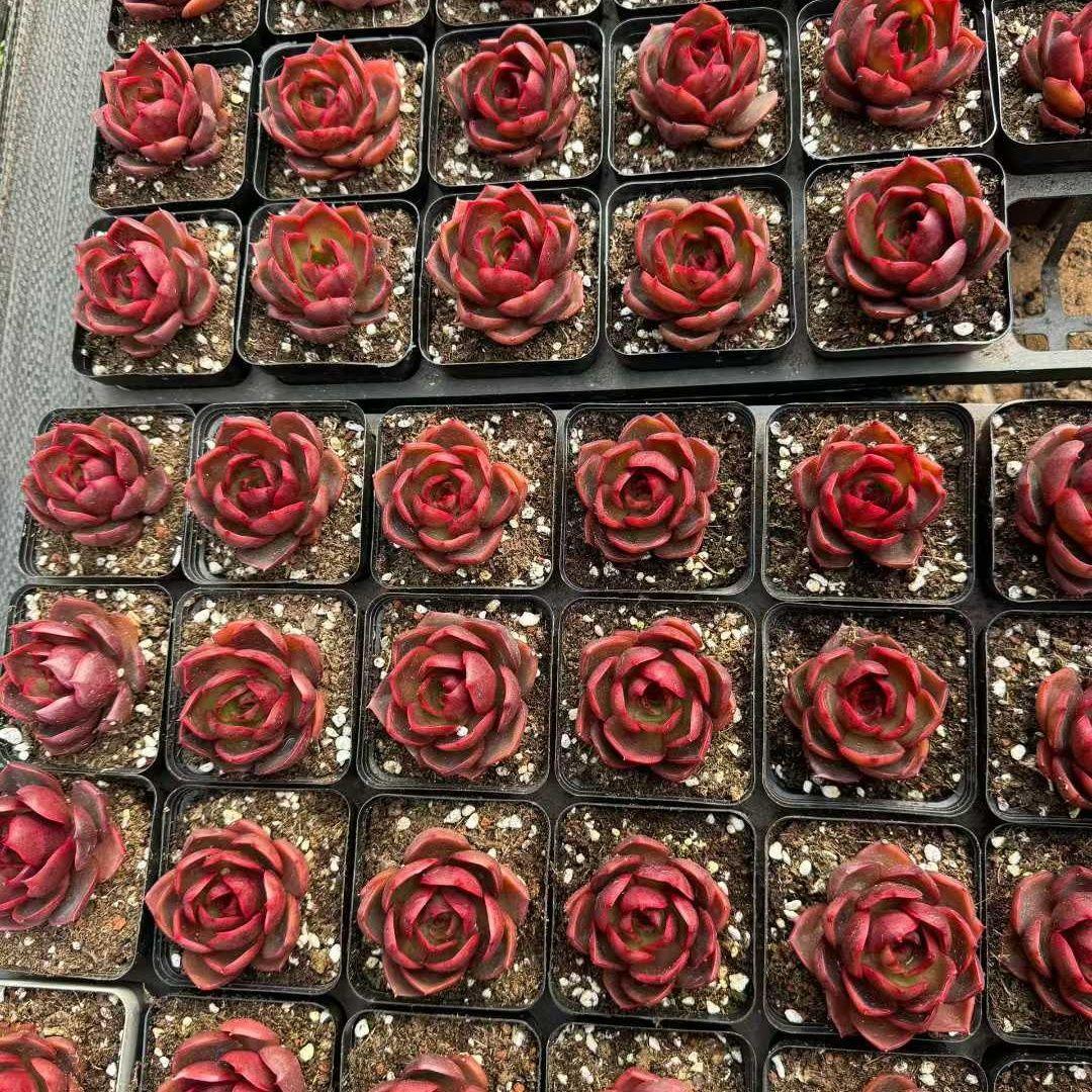 Top【選抜株】多肉植物　23987ピーター 24個　鉢無し/脱土