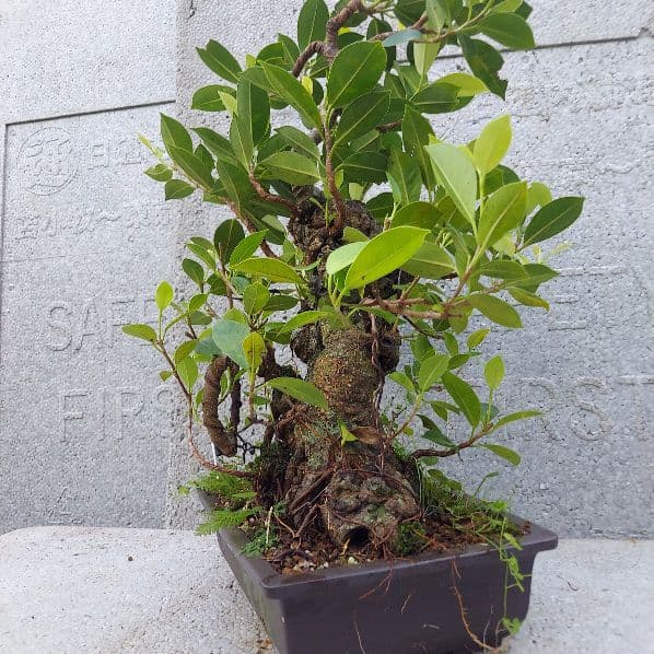 亜熱帯の樹木　奄美のガジュマル　①