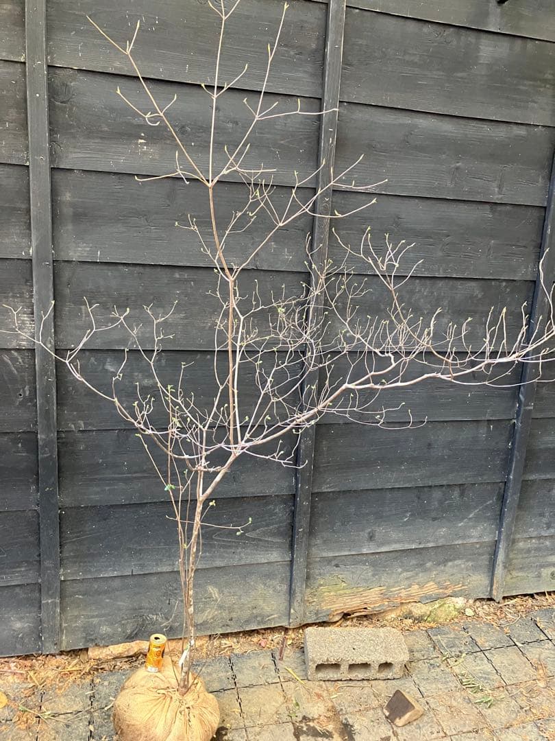 72 山採り　バイカツツジ