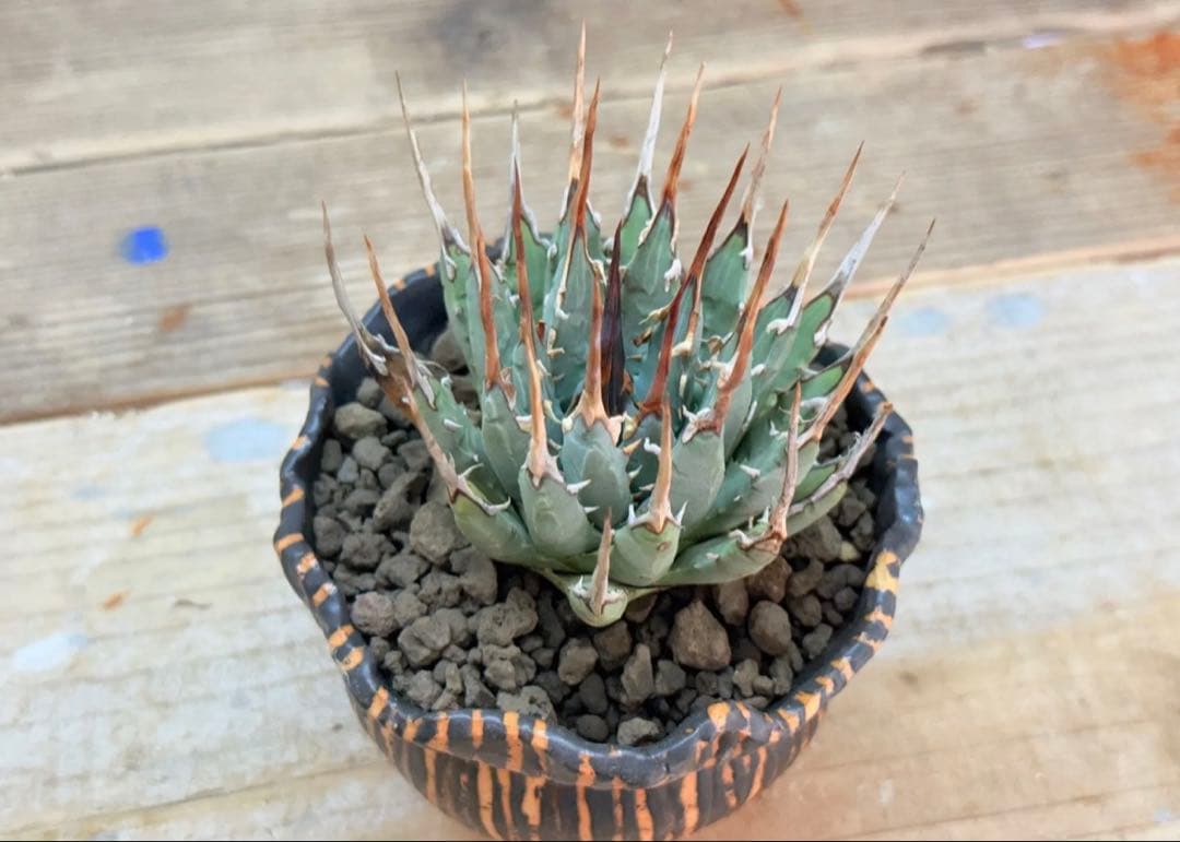 エボリスピナ【発根済】【現地球】【ramat鉢】