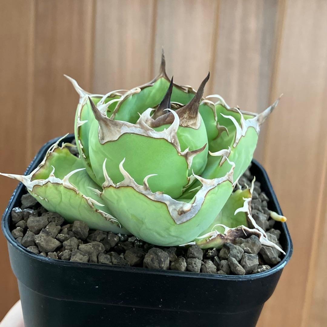 t*4様 【初売りオークション】125 REZA産　イラン株　アガベ　アングリー