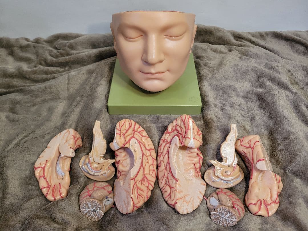 SOMSO BS5 頭部基底模型 脳模型 中古