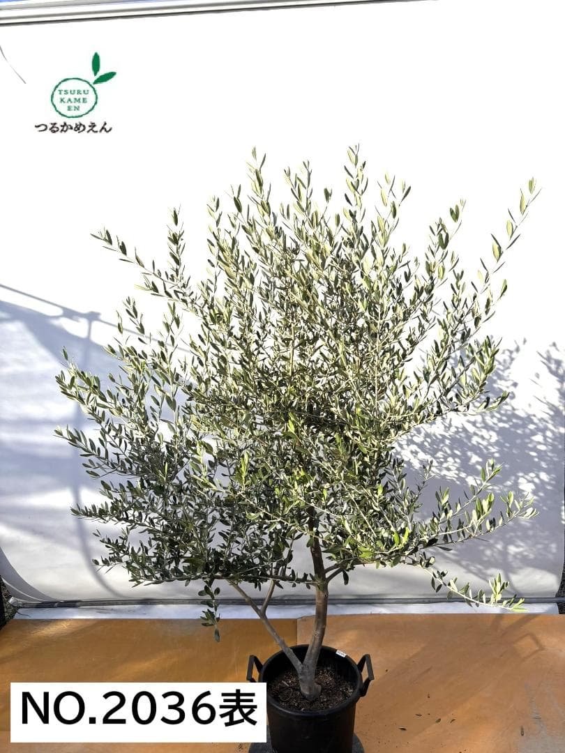 オリーブの木　コレッジョラ　約190cm　NO.2036　大型　現品掲載
