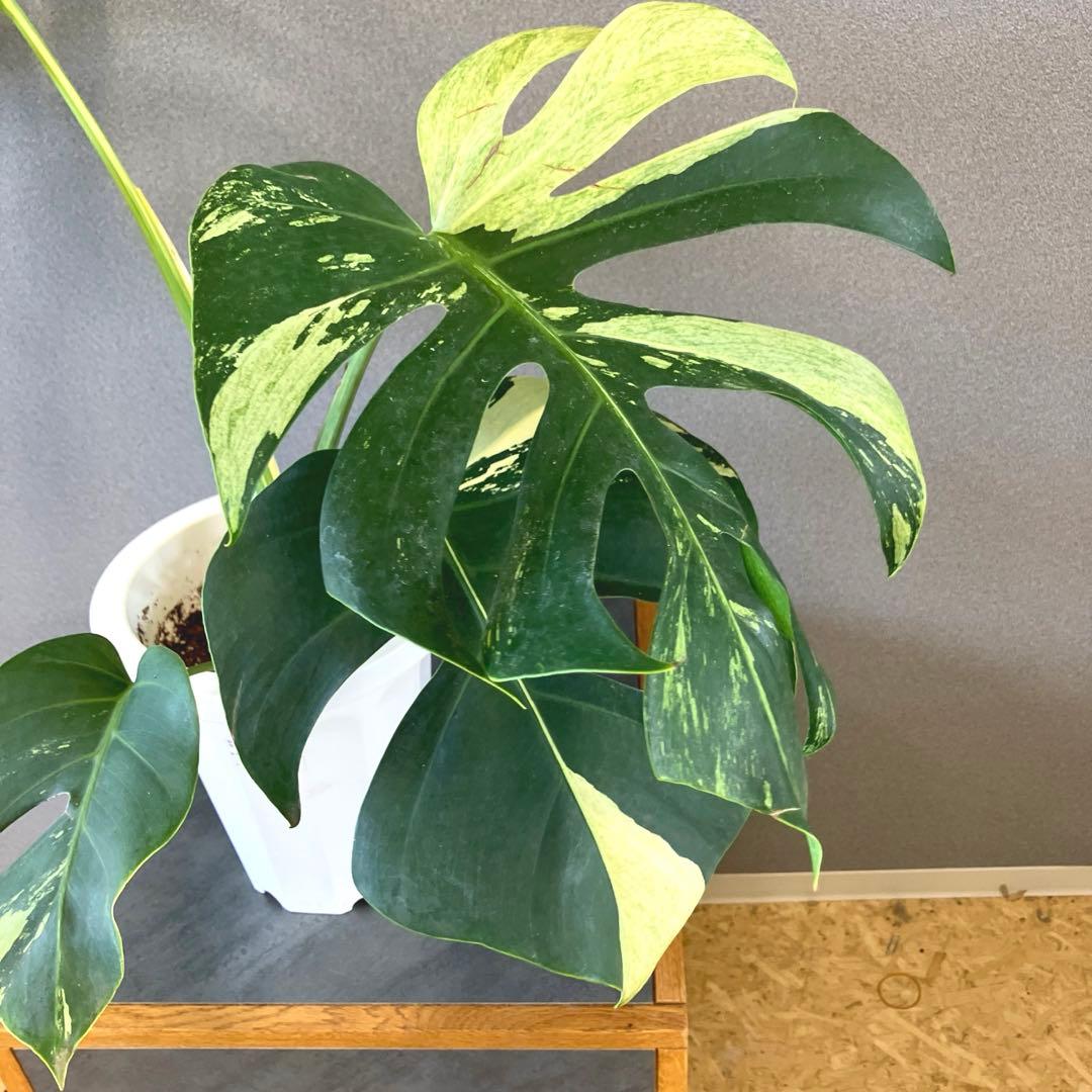 超絶希少❗️モンステラ　デリシオーサミント✨