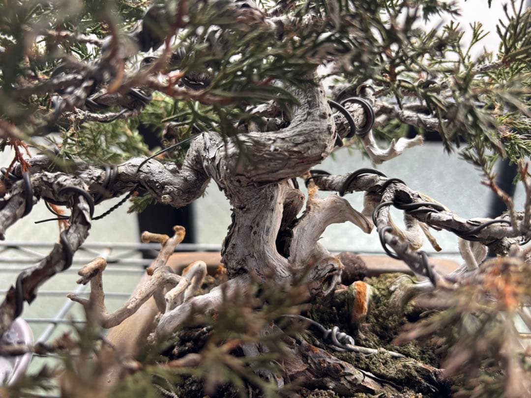 真柏　曲がり幹の盆栽 ベージュ鉢