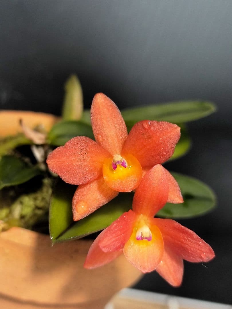 旧ソフロニティス3種類3株セット