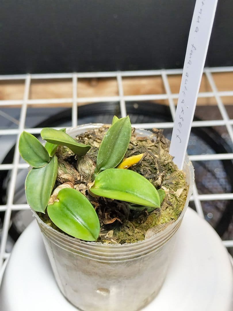 旧ソフロニティス3種類3株セット