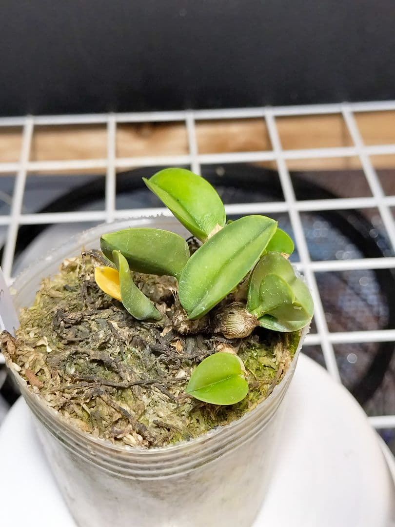 旧ソフロニティス3種類3株セット