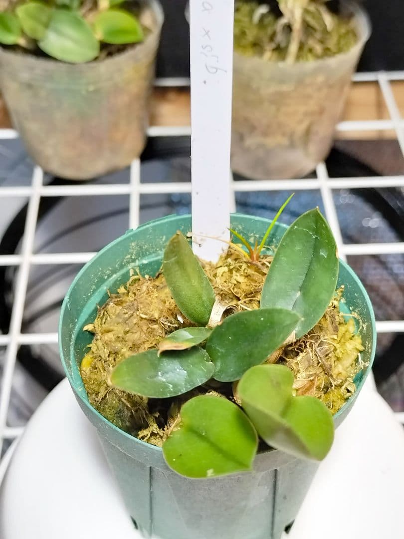 旧ソフロニティス3種類3株セット