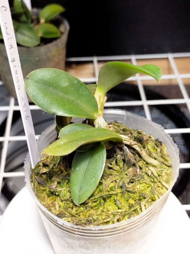 旧ソフロニティス3種類3株セット