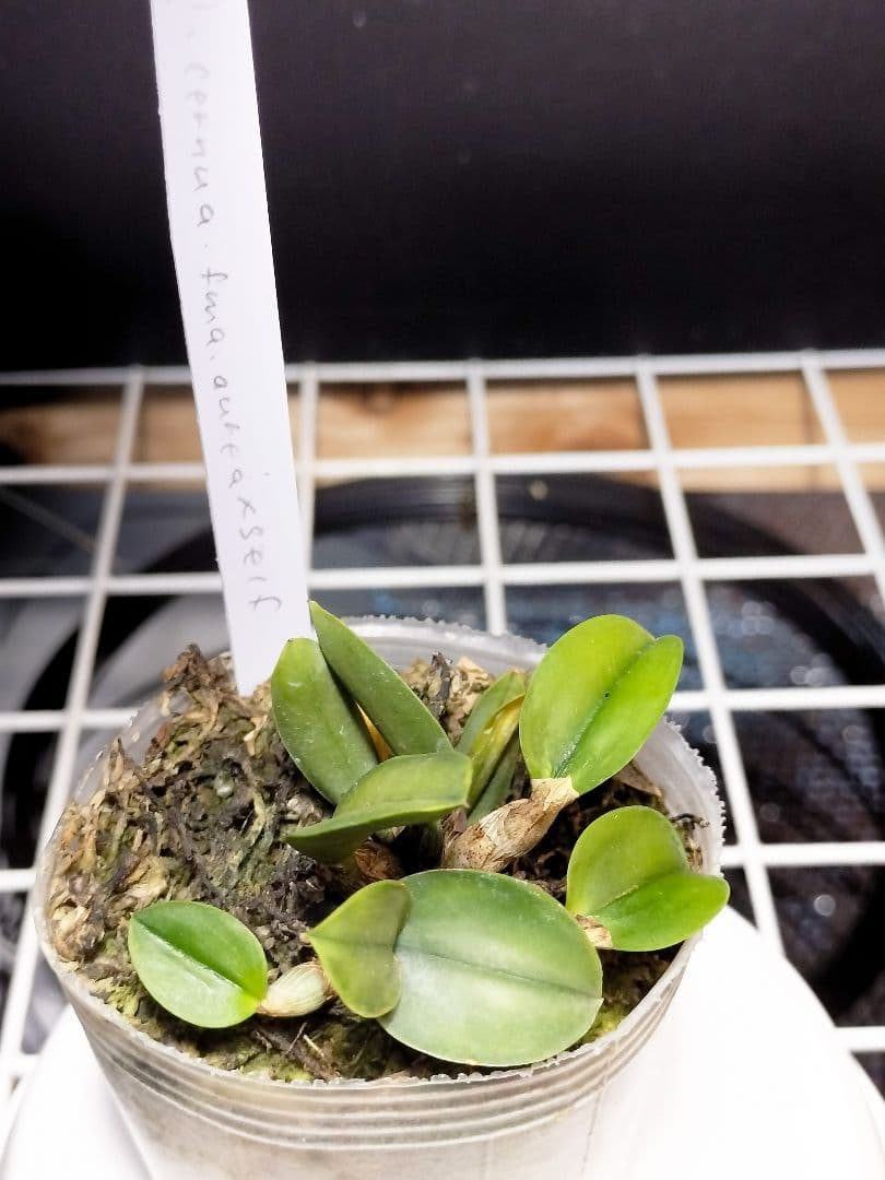 旧ソフロニティス3種類3株セット