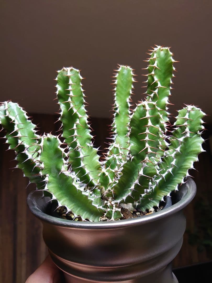 ユーフォルビア ムランジーナ