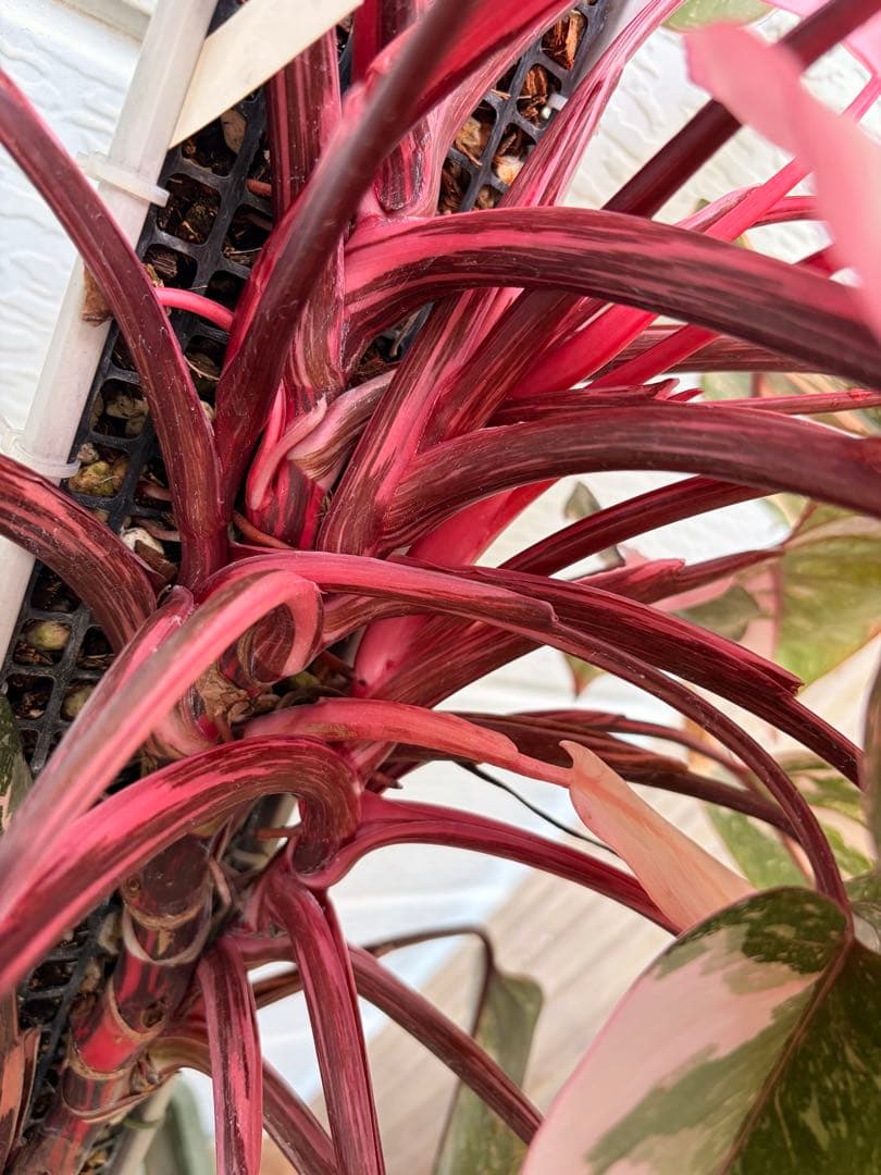 極上樹形 フィロデンドロンピンクプリンセスギャラクシー