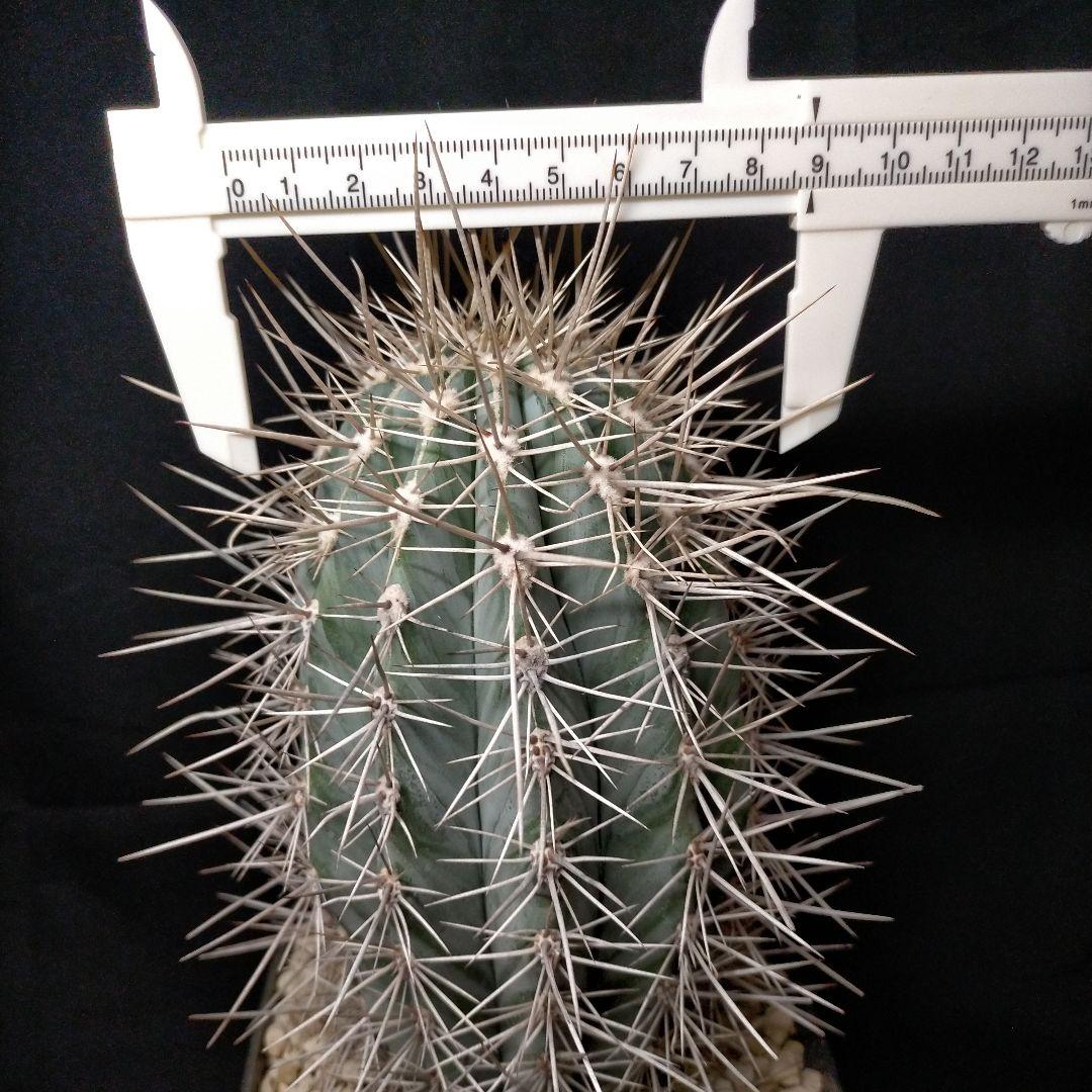 パキケレウス 武倫柱 強刺 大型 ドライガーデン 弁慶柱 柱サボテン メルカリ便