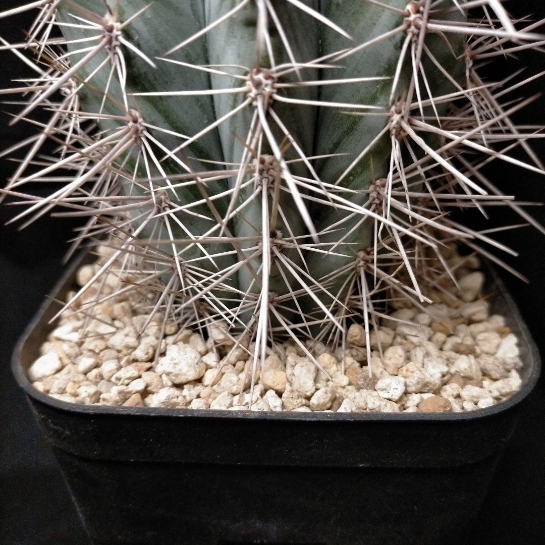 パキケレウス 武倫柱 強刺 大型 ドライガーデン 弁慶柱 柱サボテン メルカリ便