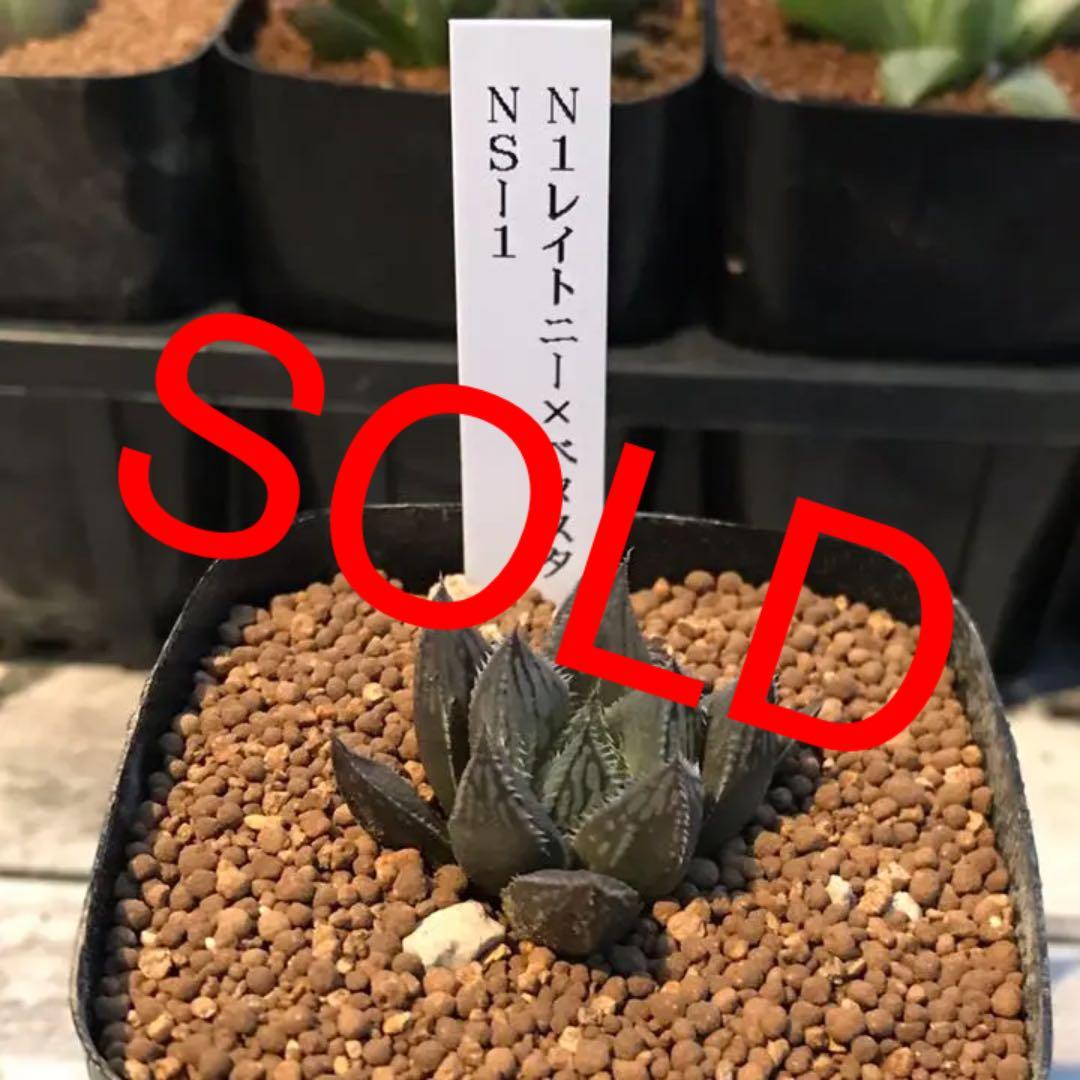 多肉植物 ハオルチア  セール 1株500円 送料200円 組み合わせ自由 4