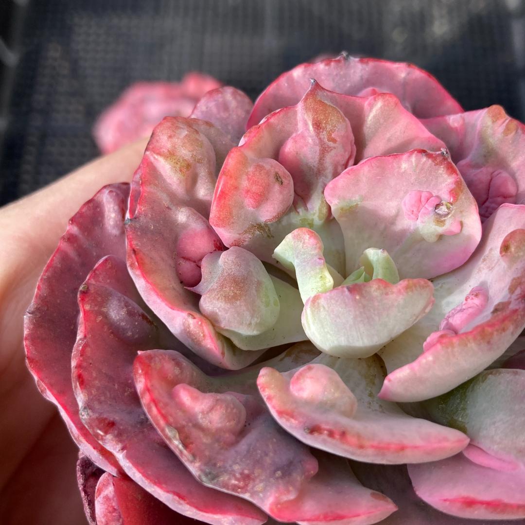 エケベリア　韓国苗　大苗　レインドロップス錦　多肉植物　ポコ多肉