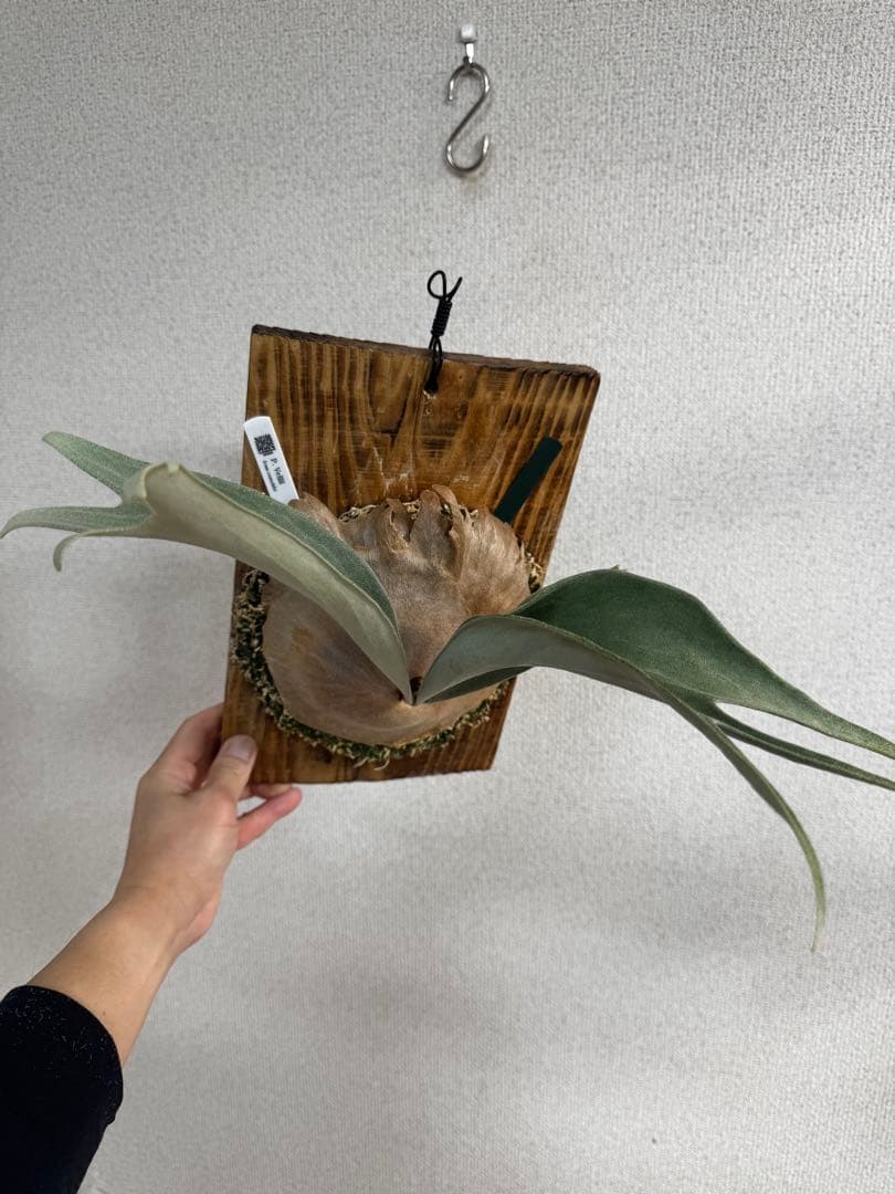 P. vellii ベリー　ビカクシダ　子株　oc株