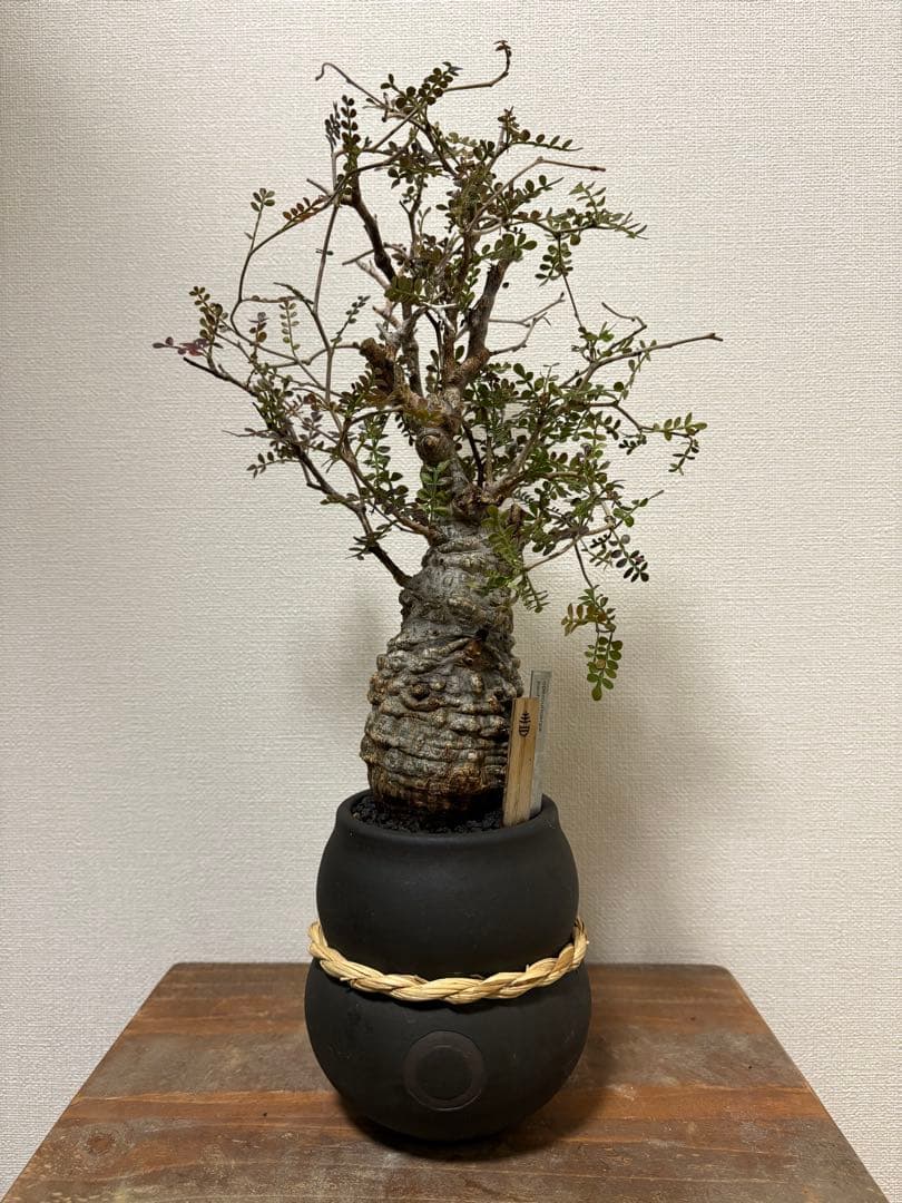 オペルクリカリア　パキプス　現地球発根済み