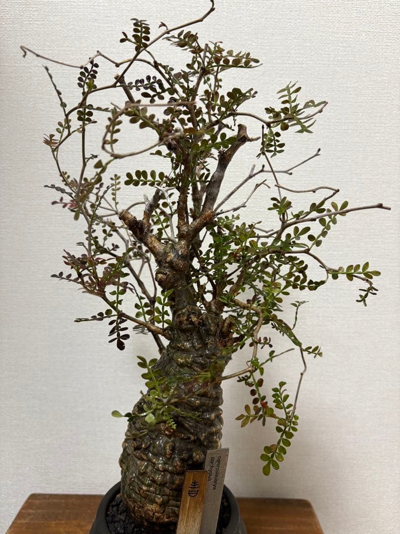 オペルクリカリア　パキプス　現地球発根済み