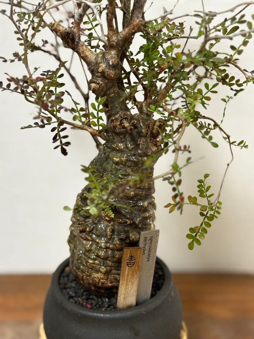 オペルクリカリア　パキプス　現地球発根済み