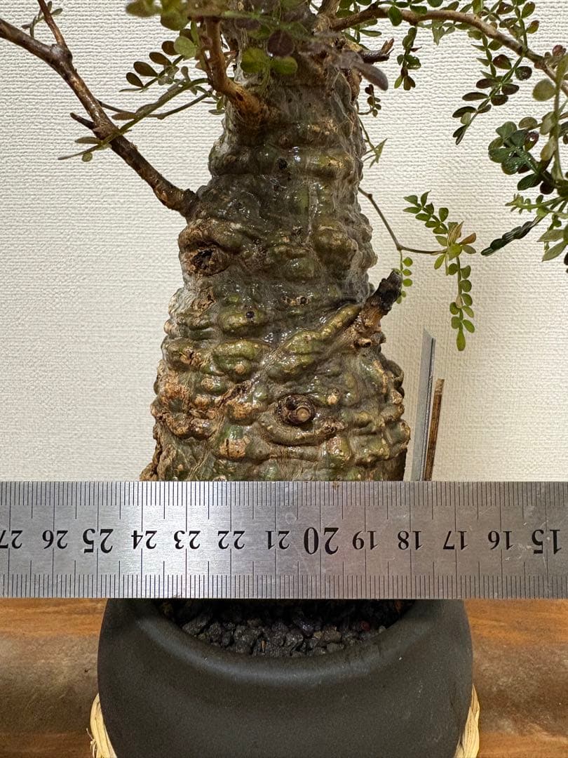 オペルクリカリア　パキプス　現地球発根済み