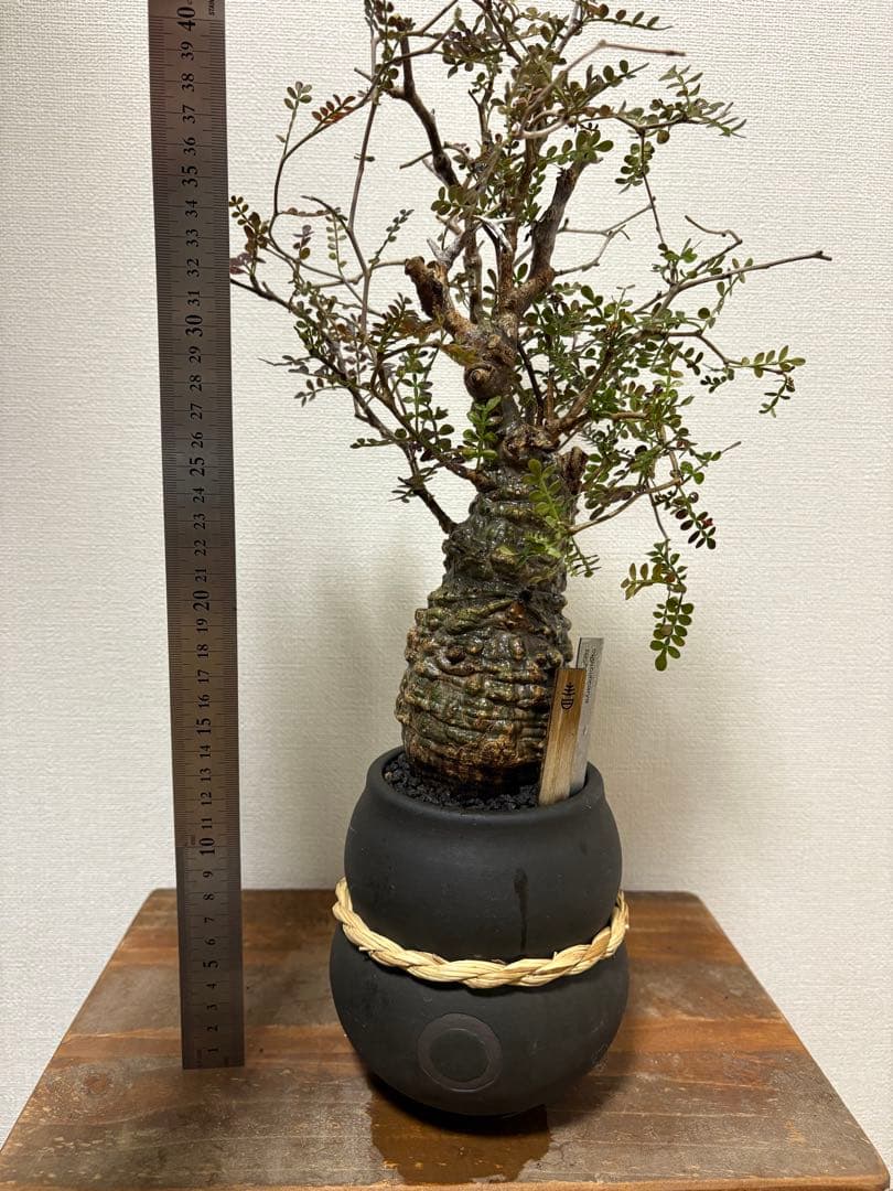 オペルクリカリア　パキプス　現地球発根済み