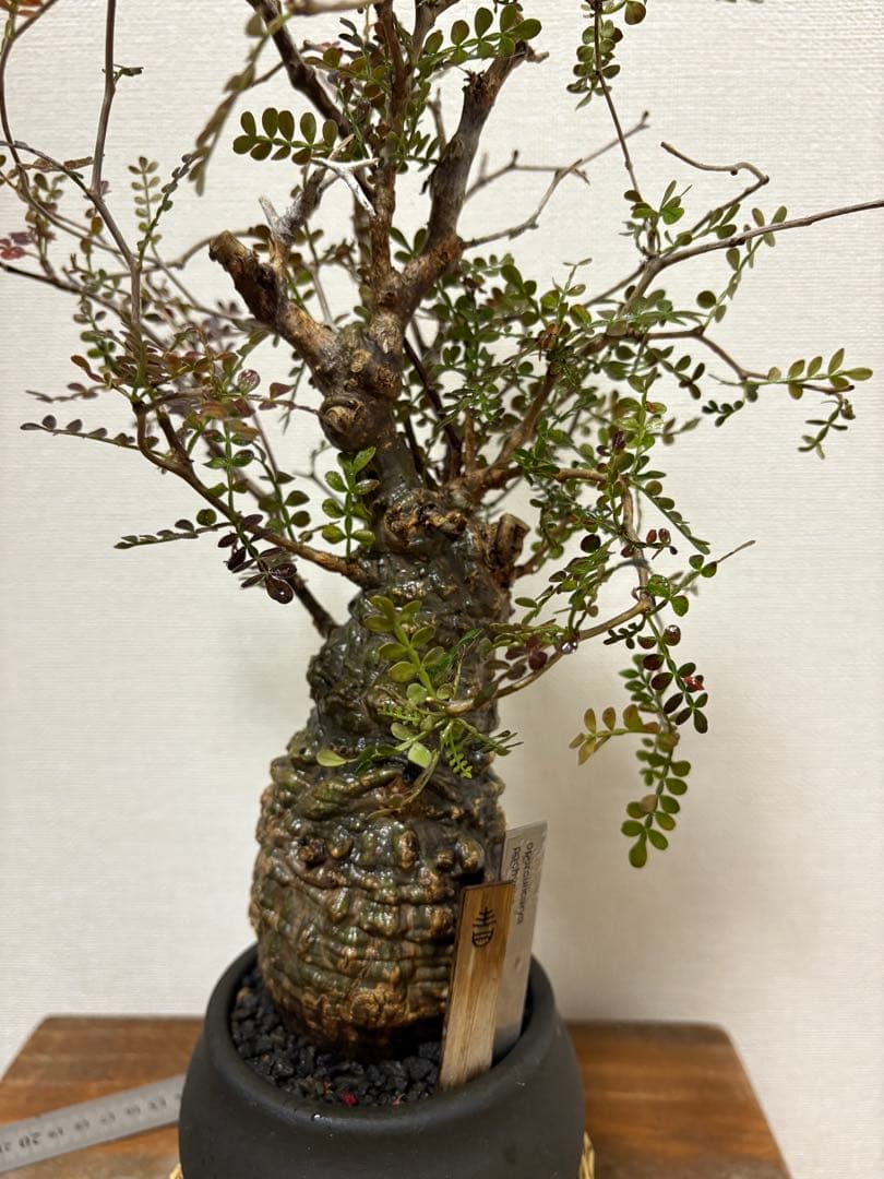 オペルクリカリア　パキプス　現地球発根済み