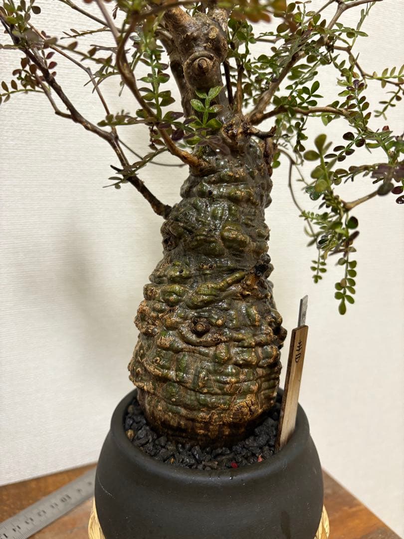 オペルクリカリア　パキプス　現地球発根済み