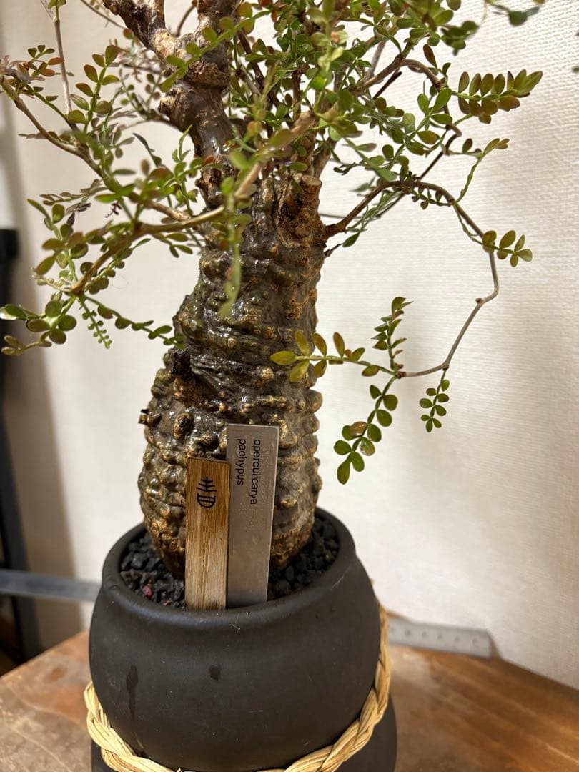 オペルクリカリア　パキプス　現地球発根済み